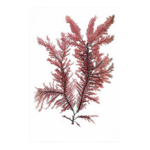 Henry Bradbury's geperste seaweed 10