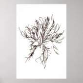 Henry Bradbury's geperste zeewier zesde Poster (Voorkant)