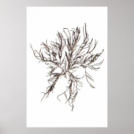 Henry Bradbury's geperste zeewier zesde Poster