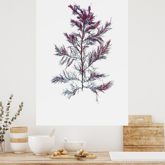 Henry Bradbury's geprezen zeewier op vijf vijfde v Poster (Keuken)