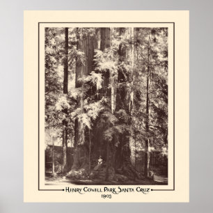 Henry Cowell Park, Santa Cruz, Californië 1903  Poster