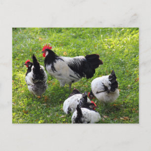 Hens die in de gras worden gepekeld briefkaart