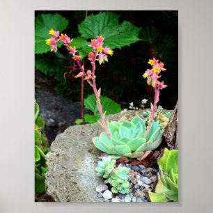 Hens en kippen in Bloom Print of Poster