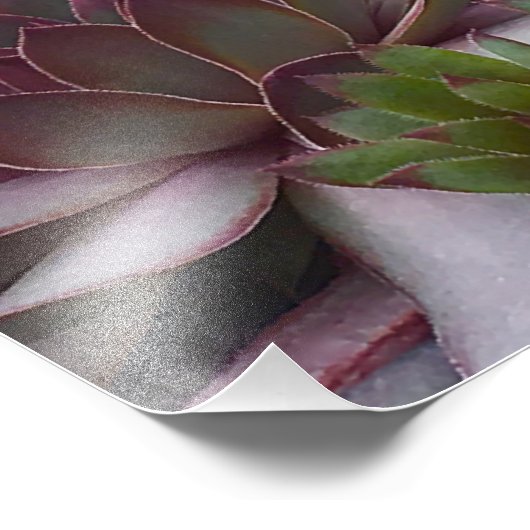 Hens en Kuikens Foto Afdruk (Hoek)