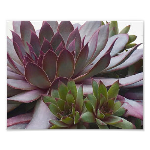 Hens en Kuikens Foto Afdruk