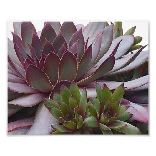 Hens en Kuikens Foto Afdruk (Voorkant)