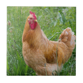 hens foto tegeltje