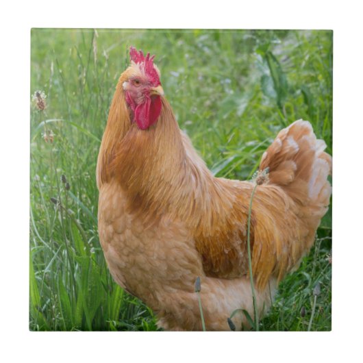 hens foto tegeltje (Voorkant)