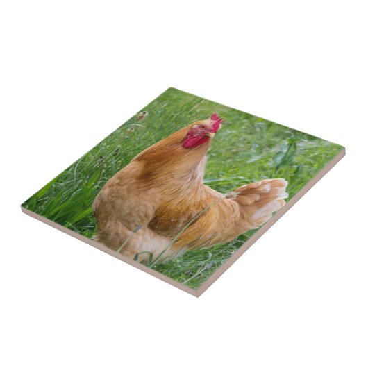 hens foto tegeltje (Zijkant)