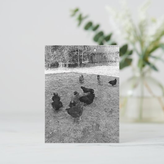 Hens in de Barn Yard-Briefkaarten Briefkaart (Staand voorkant)