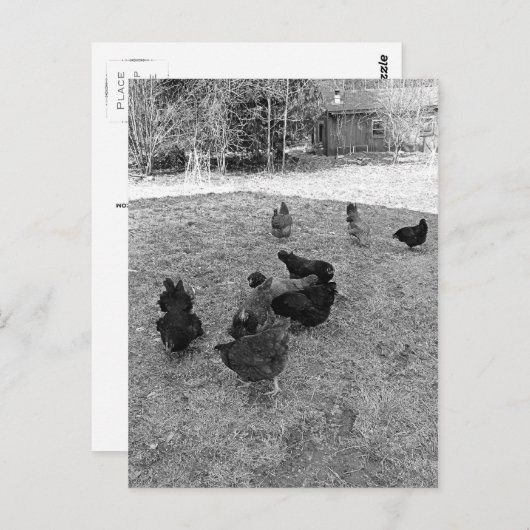 Hens in de Barn Yard-Briefkaarten Briefkaart (Voorkant / Achterkant)