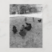 Hens in de Barn Yard-Briefkaarten Briefkaart (Voorkant)