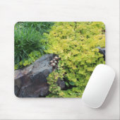 Hens n Chicks Creeping Jenny Muismat (Met muis)