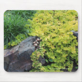 Hens n Chicks Creeping Jenny Muismat (Voorkant)