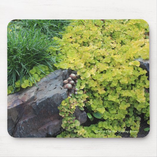 Hens n Chicks Creeping Jenny Muismat (Voorkant)