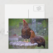 Hens op Briefkaart in een bad (Voorkant / Achterkant)