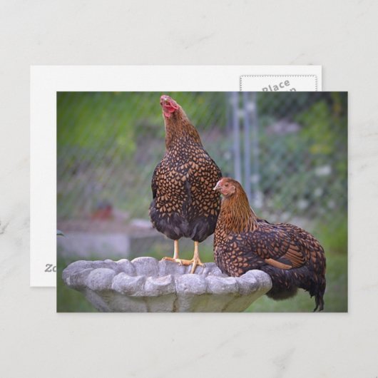 Hens op Briefkaart in een bad (Voorkant / Achterkant)