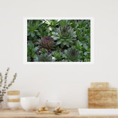 Hens Poster (Keuken)