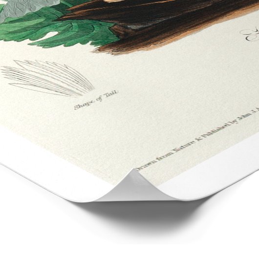 Henslow's Bunting door Poster van Audubon (Hoek)