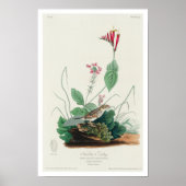 Henslow's Bunting door Poster van Audubon (Voorkant)