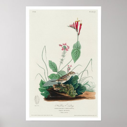 Henslow's Bunting door Poster van Audubon (Voorkant)