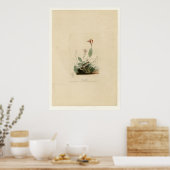 Henslow's Bunting Poster (Keuken)