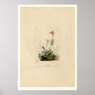 Henslow's Bunting Poster