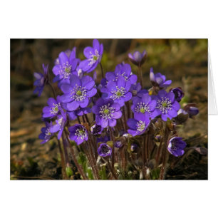 Hepatica