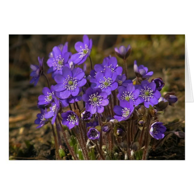 Hepatica (Voorkant Horizontaal)
