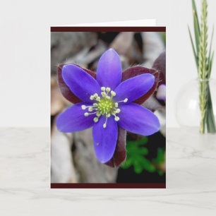 Hepatica Blossom Note-Kaart Feestdagen Kaart