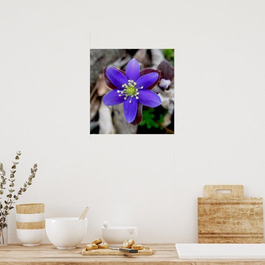 Hepatica Wilde Poster (Keuken)