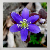 Hepatica Wilde Poster (Voorkant)
