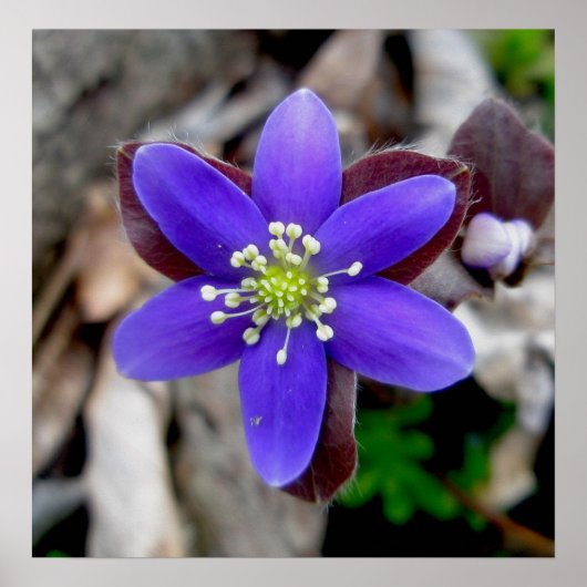 Hepatica Wilde Poster (Voorkant)
