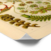  Hepaticae Color Ernst Haeckel Art Print (Hoek)