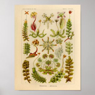  Hepaticae Color Ernst Haeckel Art Print