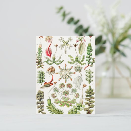 Hepaticae Lebermose door Ernst Haeckel Briefkaart (Staand voorkant)