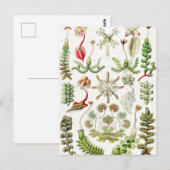 Hepaticae Lebermose door Ernst Haeckel Briefkaart (Voorkant / Achterkant)