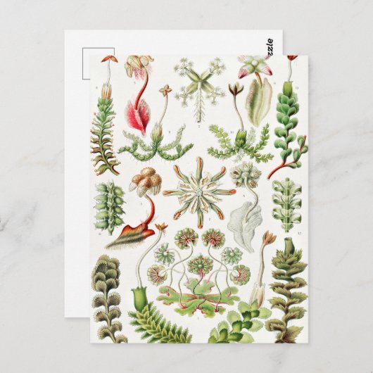 Hepaticae Lebermose door Ernst Haeckel Briefkaart (Voorkant / Achterkant)