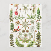 Hepaticae Lebermose door Ernst Haeckel Briefkaart (Voorkant)