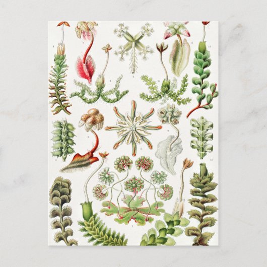 Hepaticae Lebermose door Ernst Haeckel Briefkaart (Voorkant)