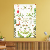 Hepaticae Lebermose door Ernst Haeckel Canvas Afdruk (Insitu (Woonkamer))