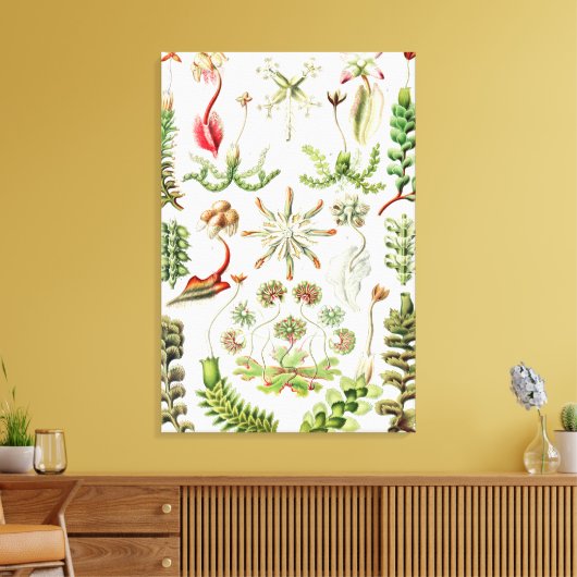 Hepaticae Lebermose door Ernst Haeckel Canvas Afdruk (Insitu (Woonkamer))