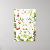 Hepaticae Lebermose door Ernst Haeckel Canvas Afdruk (Voorkant)