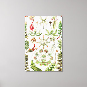 Hepaticae Lebermose door Ernst Haeckel Canvas Afdruk
