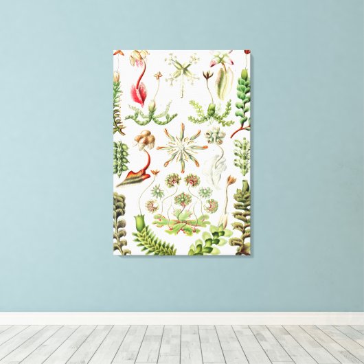 Hepaticae Lebermose door Ernst Haeckel Canvas Afdruk (Insitu (Houten vloer))