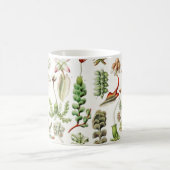 Hepaticae Lebermose door Ernst Haeckel Koffiemok (Center)