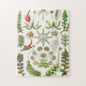 Hepaticae Lebermose door Ernst Haeckel Legpuzzel (Verticaal)