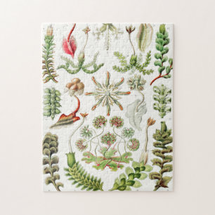 Hepaticae Lebermose door Ernst Haeckel Legpuzzel