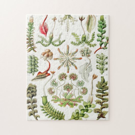 Hepaticae Lebermose door Ernst Haeckel Legpuzzel (Verticaal)