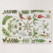 Hepaticae Lebermose door Ernst Haeckel Legpuzzel (Horizontaal)